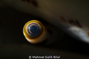 The Eye. by Mehmet Salih Bilal 